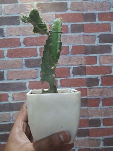 Dragon Fruit Plant Without Pot