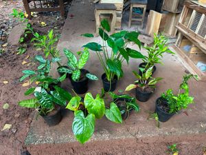 10 Live Root Plants