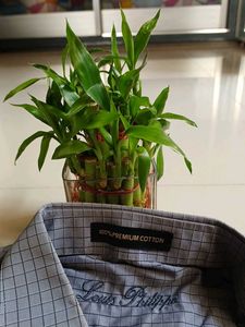 Men GREY COLOR Shirt