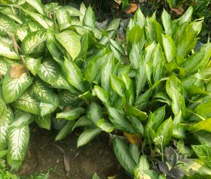 Combo Of 2 Variety Agloneama Plant