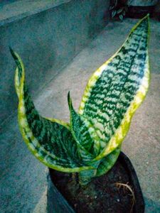 Assorted Sansevierias Offer