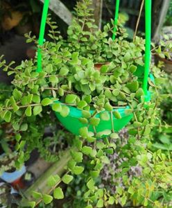 combo of 3 plants