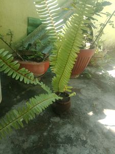 Fern  Plant