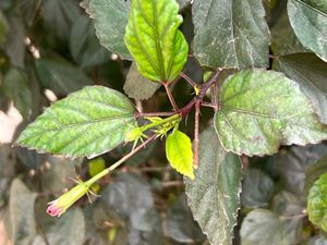 Nikon Coolpix 10x zoom Digital Camera