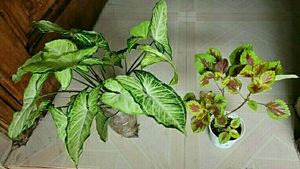 Set 2 Arrowhead &amp; Colues Plant&#39;s