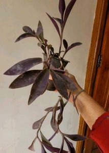 Set 4 Pandanus Veitchii&amp; Never.&amp;Purple Heart &amp;ming