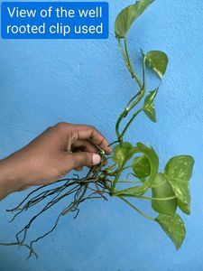 Golden Pothos