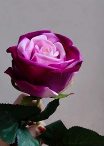 Hot  Velvet Rose In 💜💜 Colour