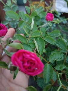 Pink Rose