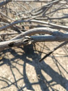 White Aakda Dry Sticks