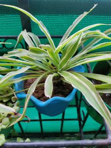 Spider Plant With Roots- 2 Qty
