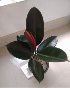 Ficuselasticaburgendy Plants Live