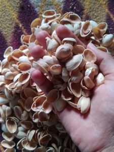 Pista Shells