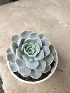 Echeveria elegans (Mexican Snowball)