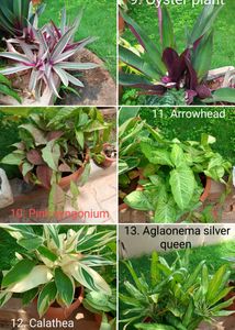 Plants