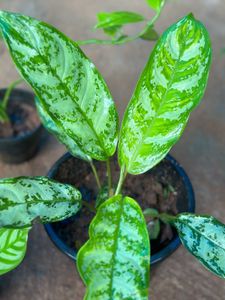 10 Live Root Plants
