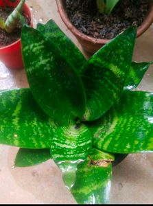 Total 6 Variety Snake Airpurifying Plant