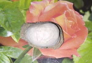 Lord Shiva natural Shivling