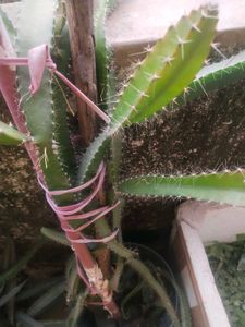 Red Drigon Plant Cutting Only Single Piece
