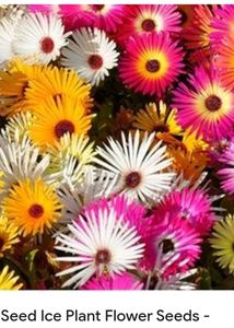 Ice Plant And Marigold Yellow Seeds