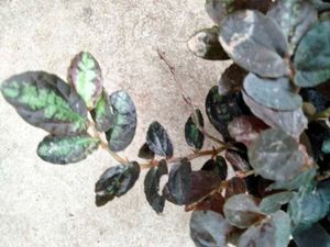 2 Varigated  N Two Hanging Plants Combo