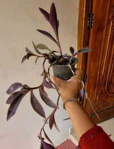 Set 4 Pandanus Veitchii&amp; Never.&amp;Purple Heart &amp;ming