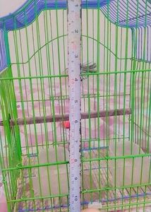 Birds Cage