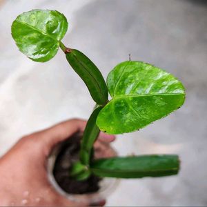 Hajod Plants Pack Of 1