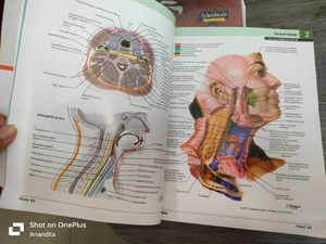 Anatomy- Atlas Of Human Anatomy