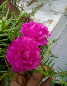PORTUCULA PLANT (COMBO)