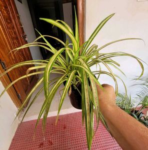 Set 2 Arrowhead Vine &amp;Pandanus Veitchii Plants🪴
