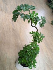 Bonsai Aralia Plant with pot