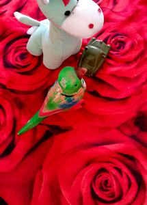 1 Parrot Rubber Toy, Giraffe Soft Toy, Car