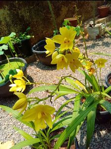 Yellow Ground Orchid🌼🌼🌼
