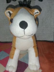 A66 Cute Bulldog Brown And White Colour