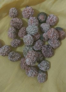 Original Rudraksh Without Color