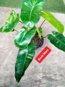 Plants For Home, Combo Offer