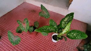 Set 2 Dieffenbachia Seguine &amp; Plants ☘️