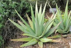 Live Aloe Vera Plant Big (SELF PICKUP ONLY)
