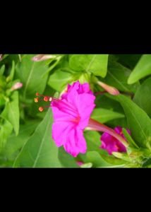 4 o clock flower seeds