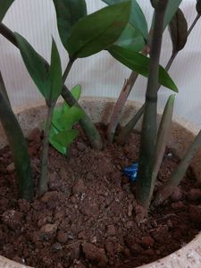 Air Purifying ZZ Plant