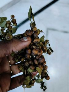mehandi plant seeds