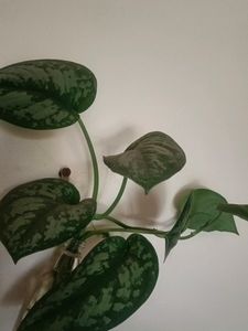 Satin Pothos