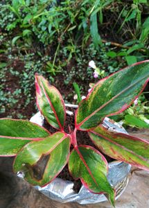 Aglaonema Plant