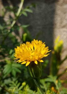 Orange Marigold Plant