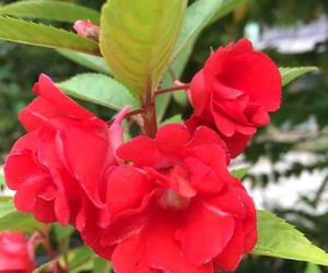 Red Balasam Seeds 10 Per Packet