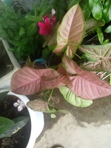3 Different Syngonium