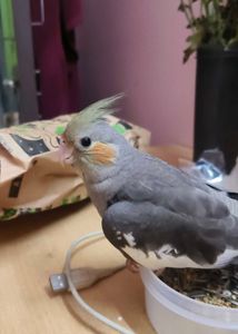 Cockatiel Bird