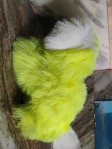 I Am Selling The Dog Teddy Bear Ready For Pick Up