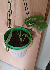 Broken heart plant